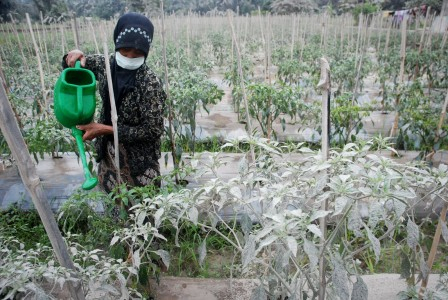 Cuaca Rugikan Petani Cabai Semarang Puluhan Juta Rupiah