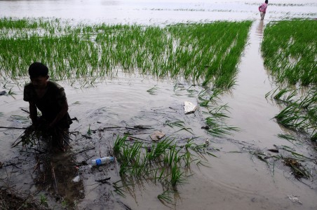 Hujan Deras Rendam Belasan Hektar Sawah di Cilacap