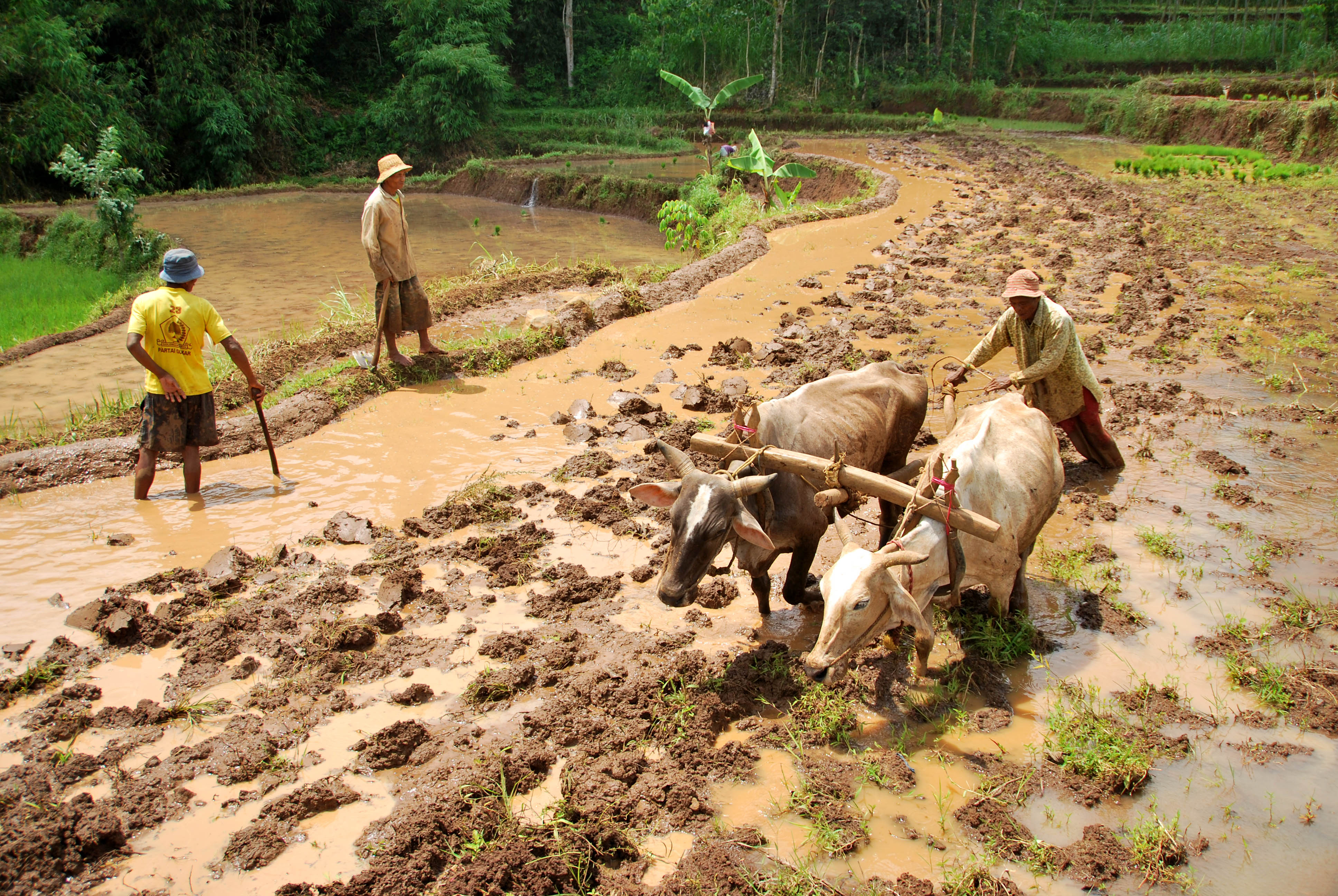 Petani di NTB Bertahan Hidup dari Remitansi TKI
