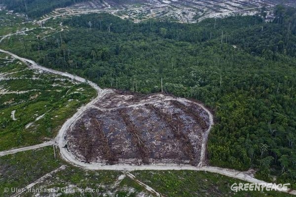 [WEBTORIAL]  Green Peace: Sukses Protect Paradise Bergantung pada Dukungan Publik