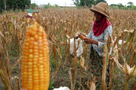 Jenis Tanaman Ini Mampu Beradaptasi dengan Iklim di NTT