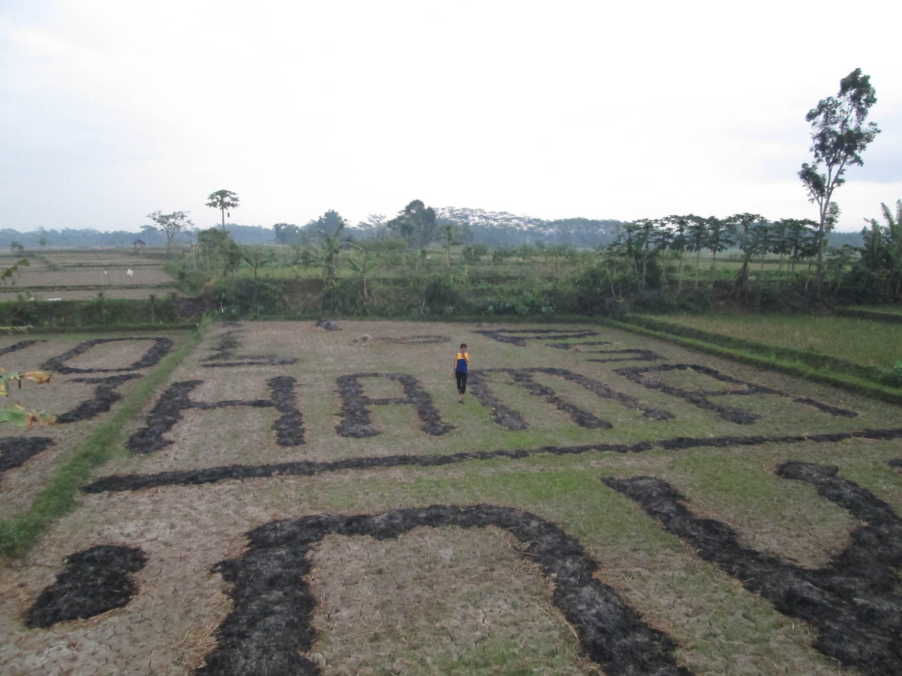 Wereng Datang, Lahan Padi Terancam Gagal Panen