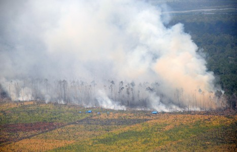 Pemerintah Diminta Cabut Izin Usaha Perusahaan Pembakar Hutan