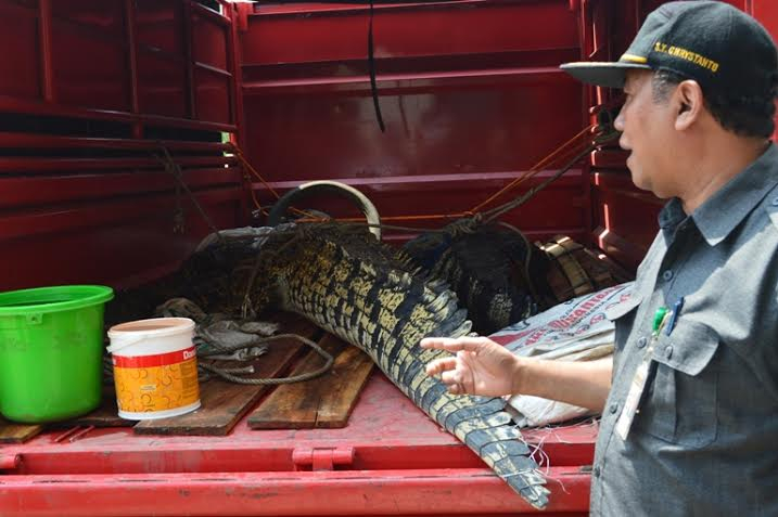 13 Ekor Satwa Dilindungi Disita dari Rumah Warga