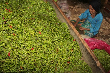 Cabe Rawit di Banyuwangi Tembus 80 Ribu Per kilogram