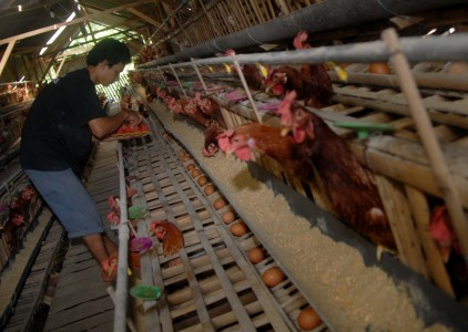Harga Telur Itik Banyuwangi Turun
