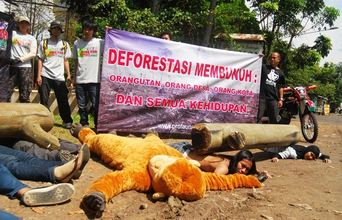 Profauna: Kerusakan Hutan Kalimantan Ancam Orangutan
