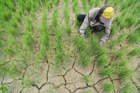 Pemerintah NTT Mengklaim Tak Ada Kelangkaan Pupuk