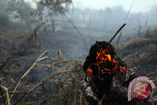 Pemerintah Dorong Hukuman Berat Pembakar Lahan