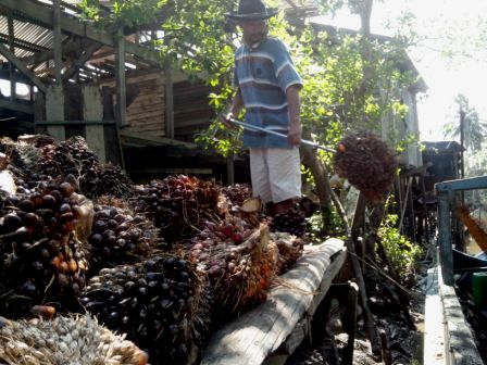 Petani Protes, Perusahaan Beli Sawit di Bawah Standar