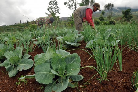 Hadapi El Nino, API Sarankan Petani Tanam Sayuran Jangka Pendek
