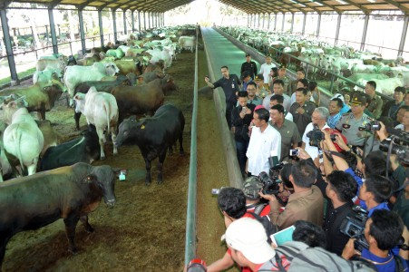 Jokowi Tunjuk PD Pasar Jaya Kelola Ketersediaan Daging di Ibukota