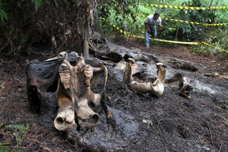 Kematian Gajah di Riau Pekan Lalu Diduga Karena Diracun