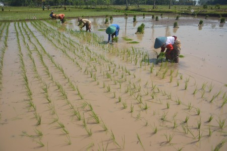 Pupuk Langka, Petani Tuntut Pemerintah Pupuk Bersubsidi