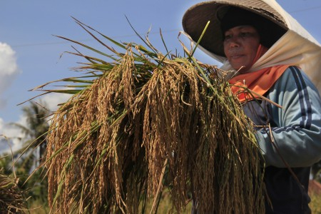 UU Perlindungan Petani Belum Mengikat Pemerintah