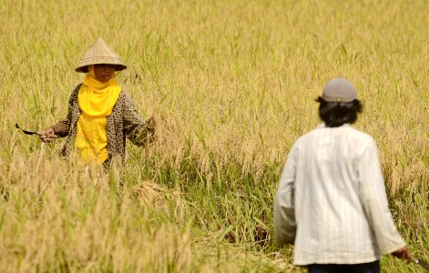 Stok Beras Sampai Mei Turun