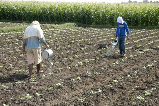 Jelang Masuknya Investasi Asing, Petani Minta UU Tembakau Disahkan