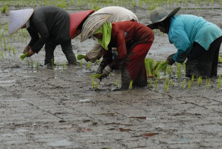 56 Persen Angkatan Kerja di NTB Hanya Tamatan SD