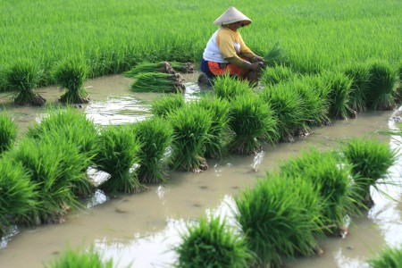 Pemerintah Perlu Perketat Pembentukan otonomi Baru