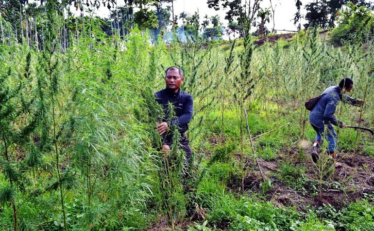 Ladang Ganja Seluas 20 Hektare Ditemukan di Aceh Utara