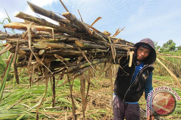HPP Gula Terlalu Kecil, Petani Malas Tanam Tebu