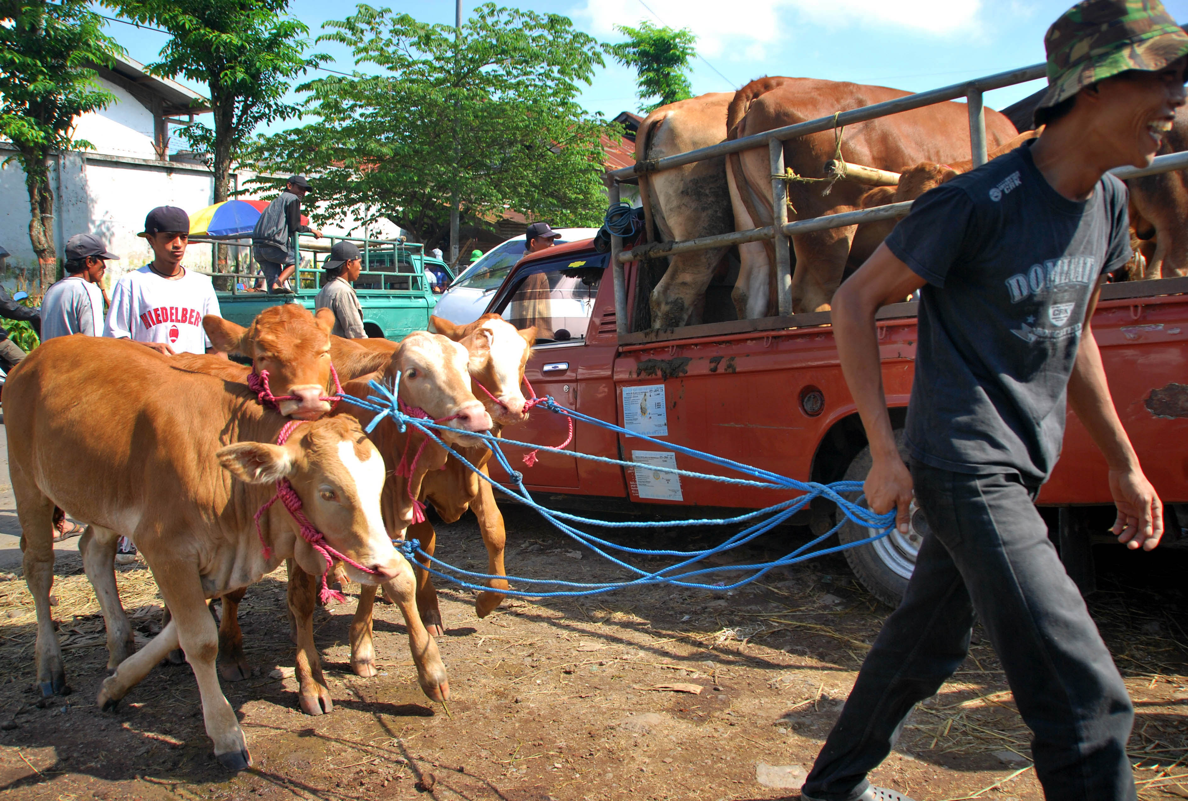 Pasar Hewan Semrawut, Relokasi Jadi Solusinya