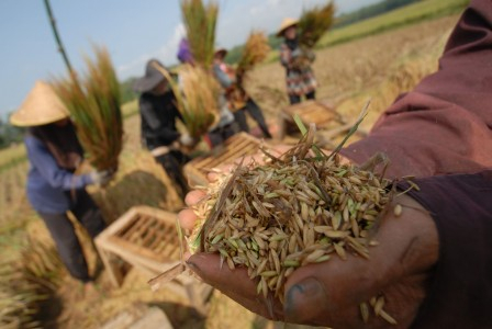 Masyarakat Bireuen Terima Beras Miskin Tak Layak Konsumsi