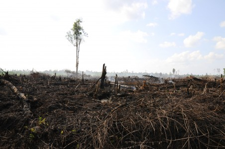 Kemenhut: Izin Pembukaan Lahan Gambut Sudah Ditunda