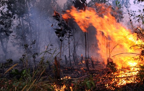Pemerintah Riau Dituding Biarkan Pembukaan Hutan Lindung