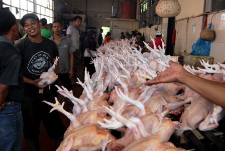Stok Langka, Harga Ayam Lokal Naik Hampir 30 Persen
