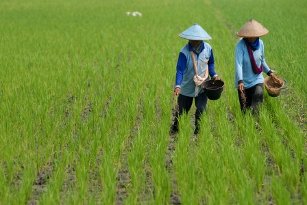 DPR: Subsidi Pupuk Langsung Kepada Petani