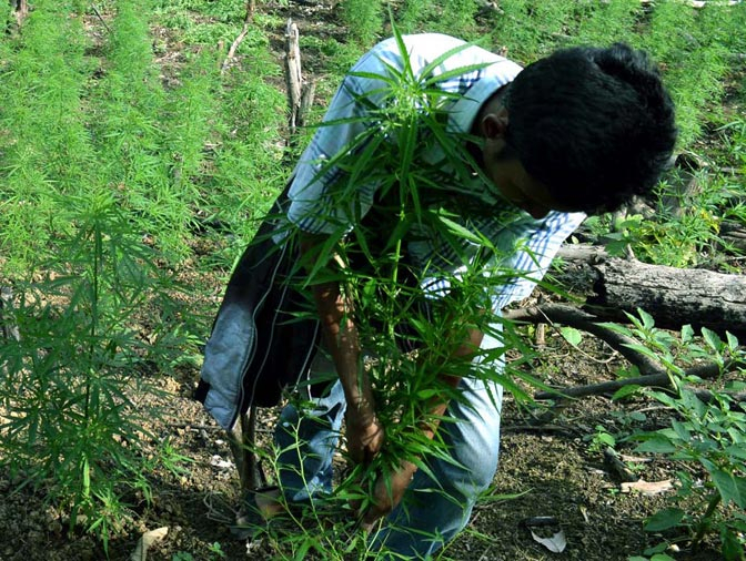 Ingin Cepat Kaya, Warga Aceh Utara Tanam Ganja