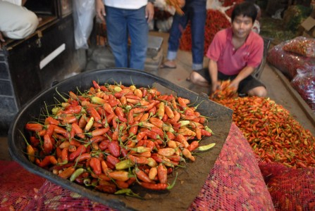 Harga Cabai Merah Anjlok, Petani di Banyuwangi Gulung Tikar