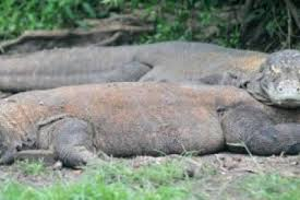 Pro Fauna: Kebun Binatang Lalai Tak Beri Vaksin Komodo