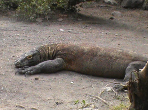 Seekor Komodo Kembali Tewas
