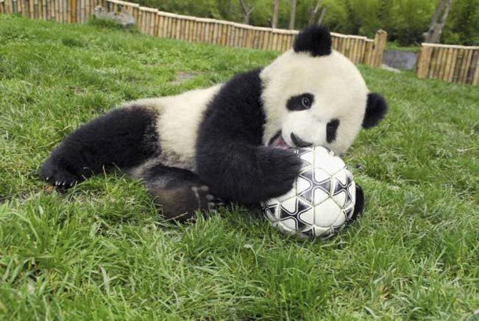 Panda Ini Bakal Prediksi Pemenang Piala Dunia