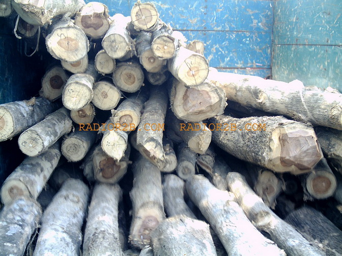 Polhut Aceh Utara Sita 5 Ton Kayu Ilegal