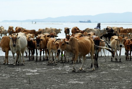 Kemendag: Pasokan Daging Sampai Pasca Lebaran Aman