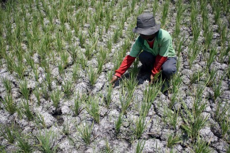 API: Petani Belum Siap Hadapi El Nino
