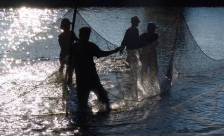 Kiat Pemprov NTT Genjot Produksi Udang dan Bandeng