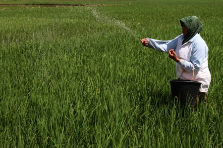 Tak Ada Tambah Anggaran Subsidi Pupuk di APBN Perubahan