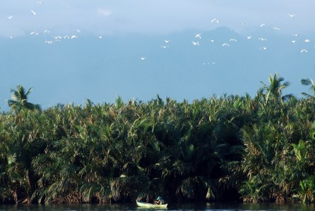 AMAN: REDD Tak Membuka Ruang Untuk Masyarakat Adat
