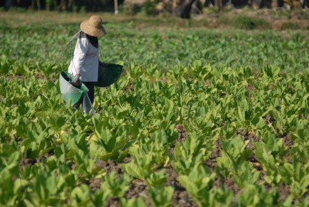 Panen Tembakau di Temanggung Diperkirakan Melonjak