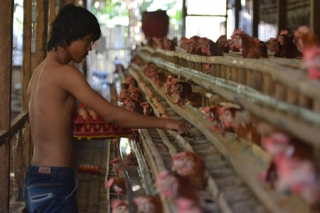 Papua Kesulitan Produksi Pakan Ternak