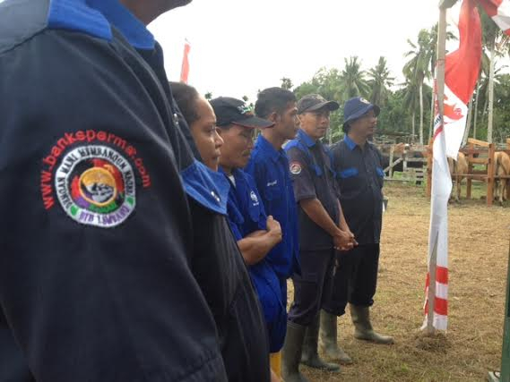 Seperempat Wilayah papua Cocok untuk Peternakan Sapi