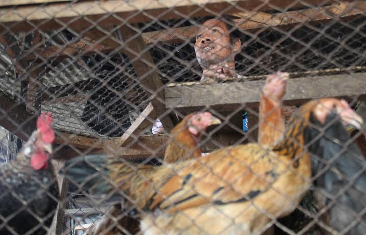 Harga Ayam di Mataram Merangkak Naik