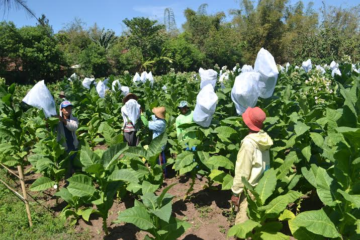 Trik Pemkab Bondowoso Lindungi Petani di Pasar Bebas ASEAN 2015