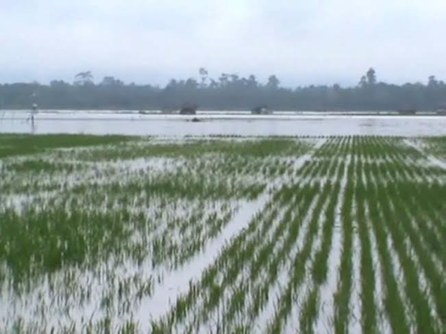 Sawah Petani Kebanjiran, Pemda Konawe Cuek