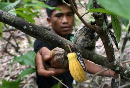 Ini Penyebab Anjloknya Produksi Kakao di Kolaka