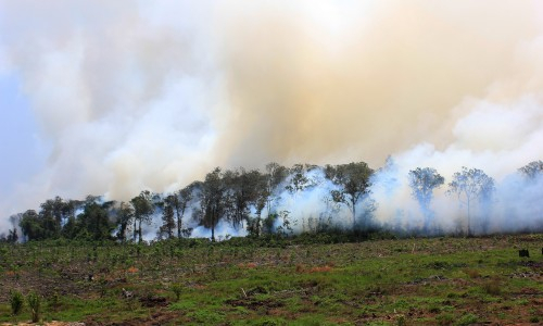 Pemerintah Audit Kepatuhan Perusahaan Perkebunan dan Hutan